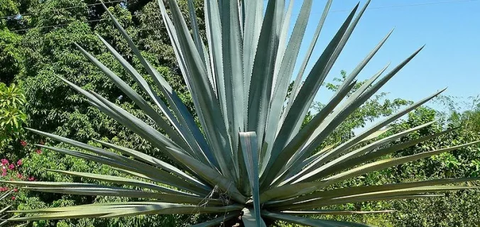 agave fruit