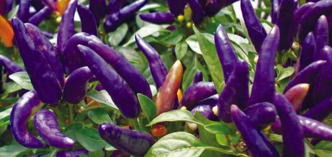 Purple Peppers