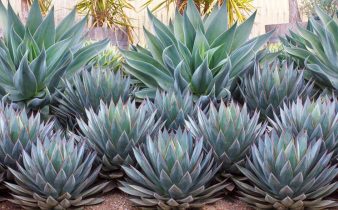 blue agave plant