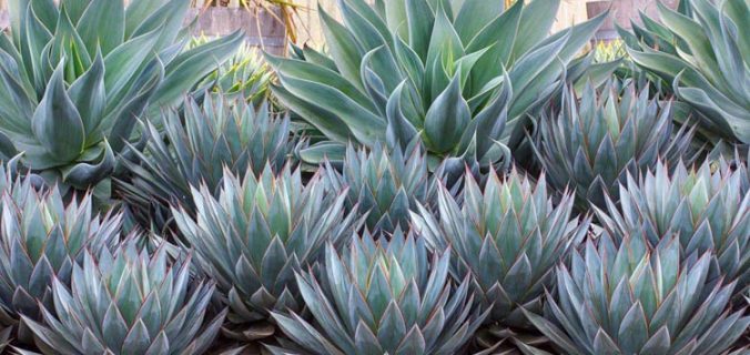 blue agave plant